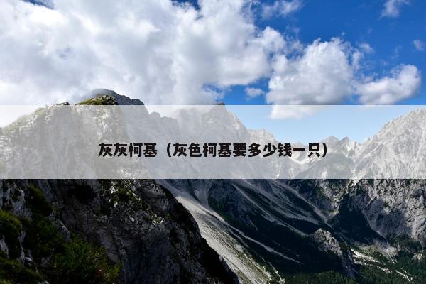 灰灰柯基（灰色柯基要多少钱一只）