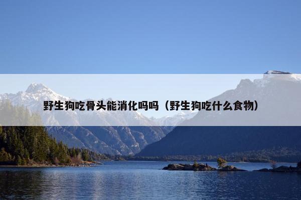 野生狗吃骨头能消化吗吗（野生狗吃什么食物）