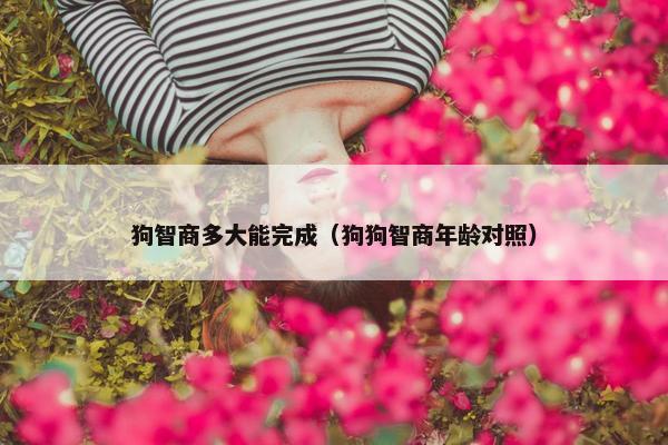 狗智商多大能完成（狗狗智商年龄对照）