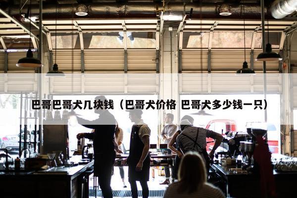 巴哥巴哥犬几块钱（巴哥犬价格 巴哥犬多少钱一只）