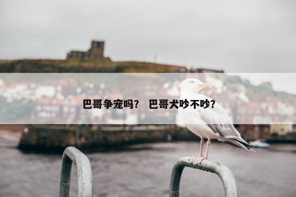 巴哥争宠吗？ 巴哥犬吵不吵？