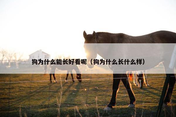 狗为什么能长好看呢（狗为什么长什么样）