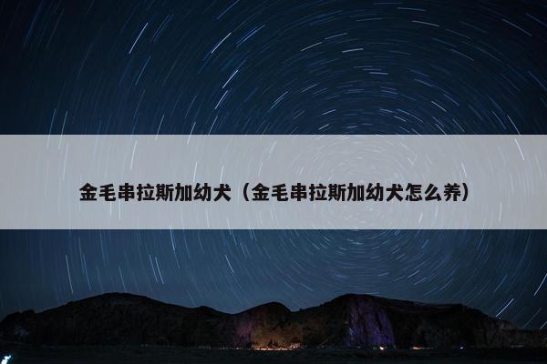 金毛串拉斯加幼犬（金毛串拉斯加幼犬怎么养）