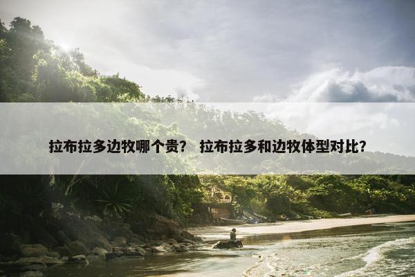 拉布拉多边牧哪个贵？ 拉布拉多和边牧体型对比？