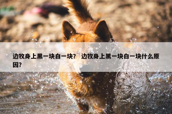 边牧身上黑一块白一块？ 边牧身上黑一块白一块什么原因？