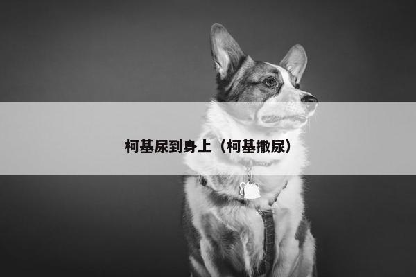 柯基尿到身上（柯基撒尿）