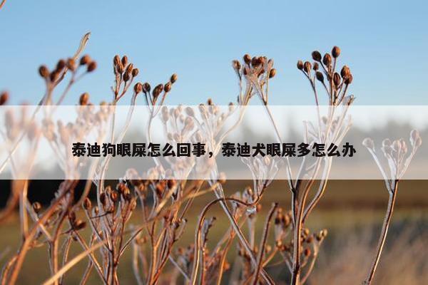 泰迪狗眼屎怎么回事，泰迪犬眼屎多怎么办