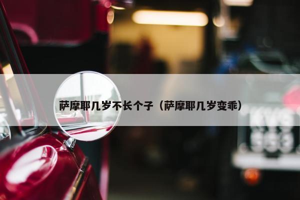 萨摩耶几岁不长个子（萨摩耶几岁变乖）