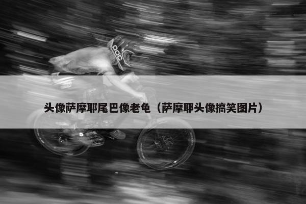 头像萨摩耶尾巴像老龟（萨摩耶头像搞笑图片）