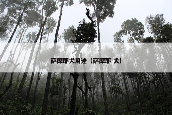 萨摩耶犬用途（萨摩耶 犬）
