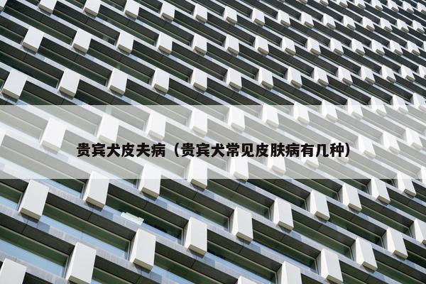 贵宾犬皮夫病（贵宾犬常见皮肤病有几种）