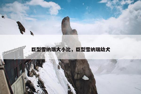 巨型雪纳瑞大小比，巨型雪纳瑞幼犬