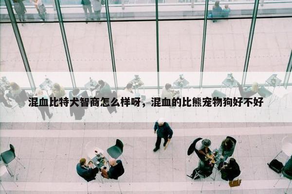 混血比特犬智商怎么样呀，混血的比熊宠物狗好不好