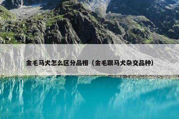 金毛马犬怎么区分品相（金毛跟马犬杂交品种）