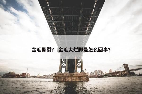 金毛撕裂？ 金毛犬烂脚是怎么回事？