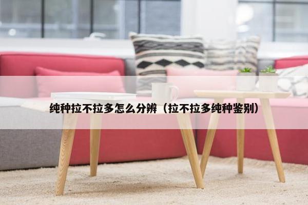 纯种拉不拉多怎么分辨（拉不拉多纯种鉴别）