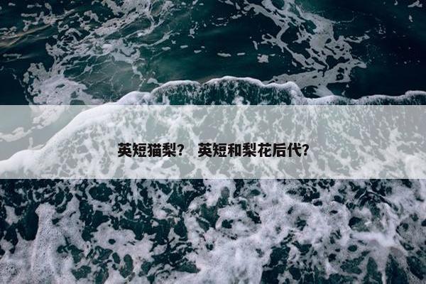 英短猫梨？ 英短和梨花后代？