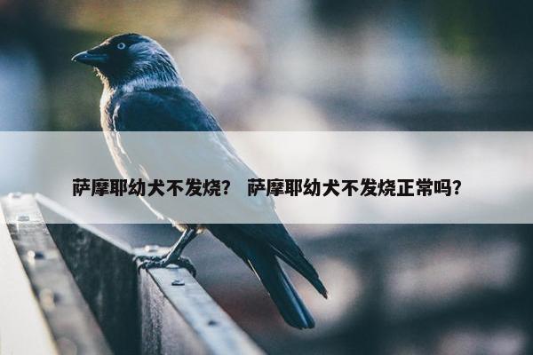 萨摩耶幼犬不发烧？ 萨摩耶幼犬不发烧正常吗？