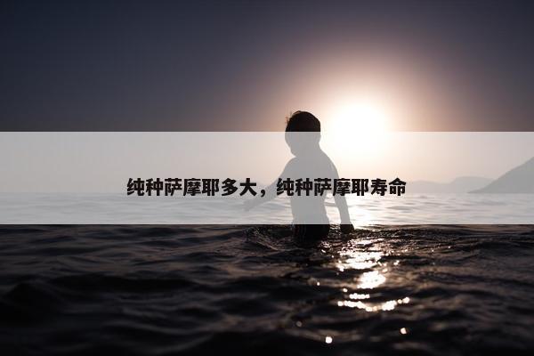 纯种萨摩耶多大，纯种萨摩耶寿命