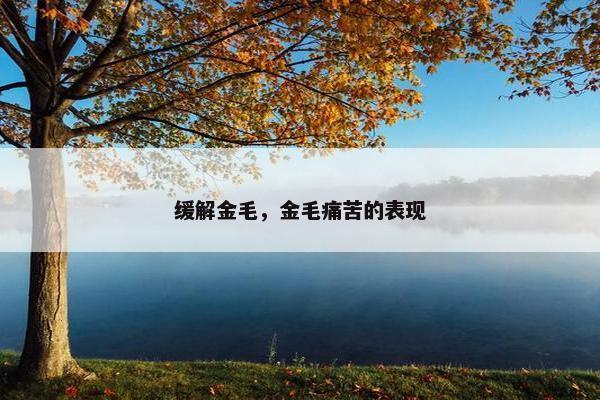 缓解金毛，金毛痛苦的表现