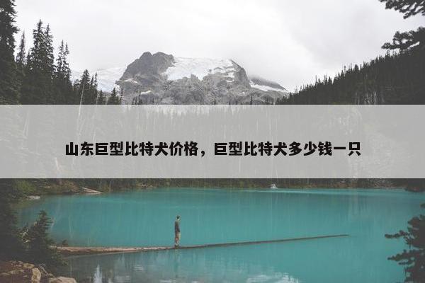 山东巨型比特犬价格，巨型比特犬多少钱一只