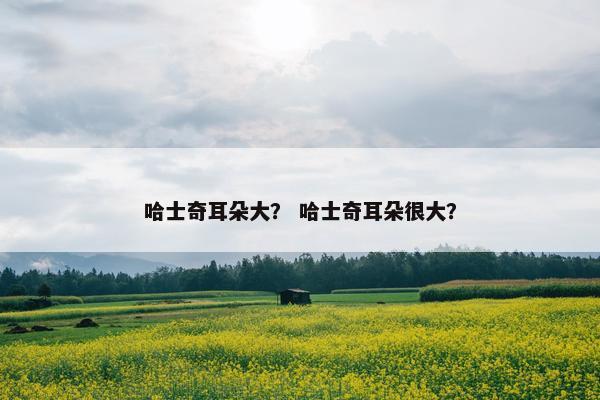 哈士奇耳朵大？ 哈士奇耳朵很大？