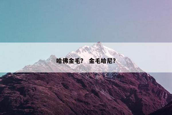 哈佛金毛？ 金毛哈尼？
