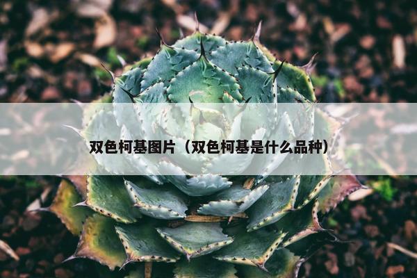 双色柯基图片（双色柯基是什么品种）