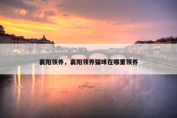 襄阳领养，襄阳领养猫咪在哪里领养