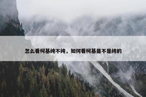 怎么看柯基纯不纯，如何看柯基是不是纯的