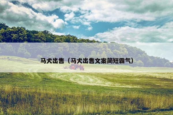 马犬出售（马犬出售文案简短霸气）