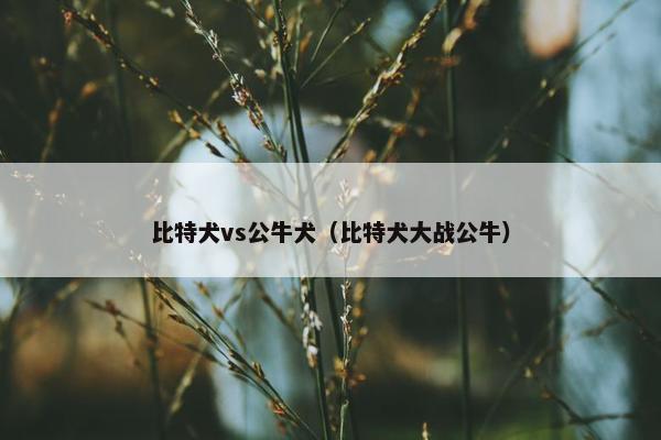 比特犬vs公牛犬（比特犬大战公牛）
