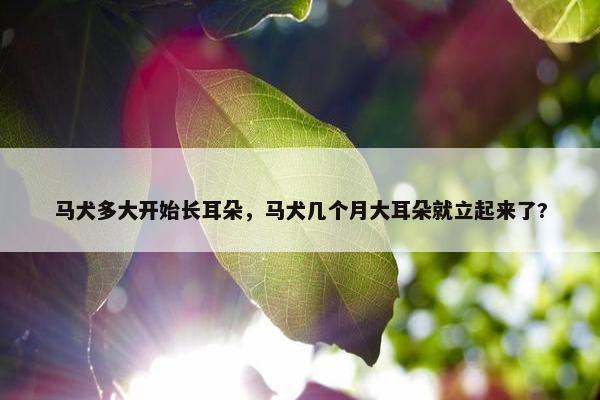 马犬多大开始长耳朵，马犬几个月大耳朵就立起来了?