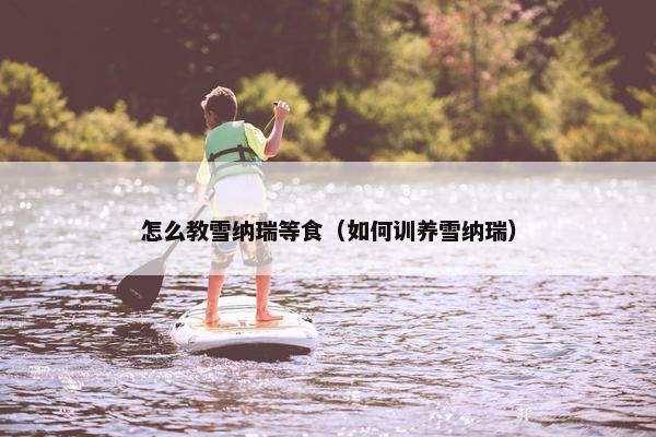 怎么教雪纳瑞等食（如何训养雪纳瑞）