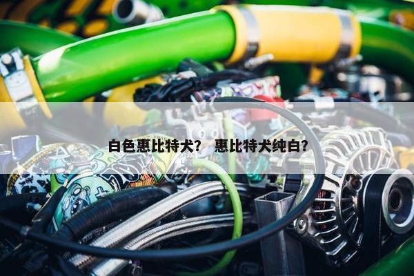 白色惠比特犬？ 惠比特犬纯白？