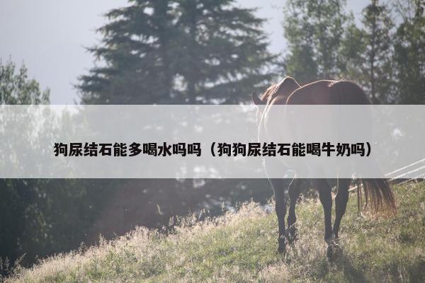 狗尿结石能多喝水吗吗（狗狗尿结石能喝牛奶吗）