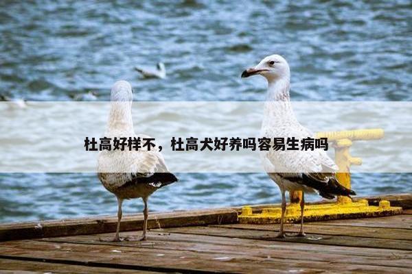 杜高好样不，杜高犬好养吗容易生病吗