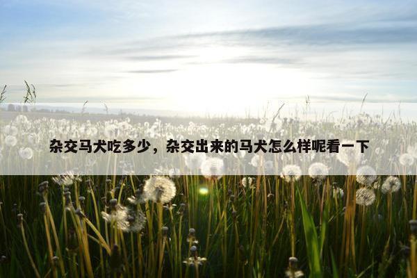 杂交马犬吃多少，杂交出来的马犬怎么样呢看一下
