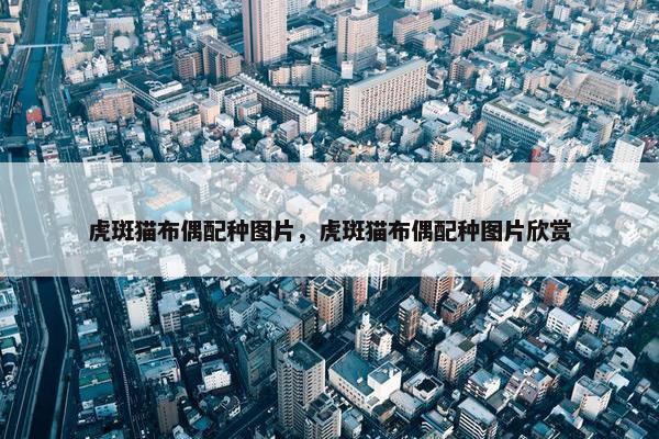 虎斑猫布偶配种图片，虎斑猫布偶配种图片欣赏