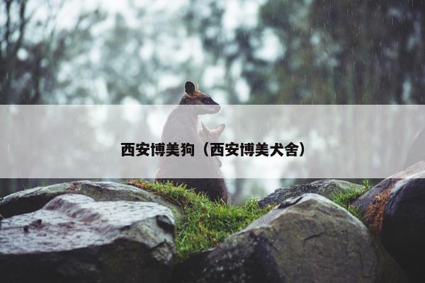 西安博美狗（西安博美犬舍）