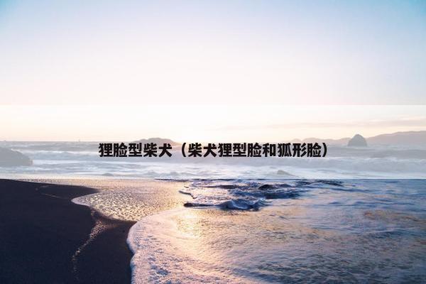 狸脸型柴犬（柴犬狸型脸和狐形脸）