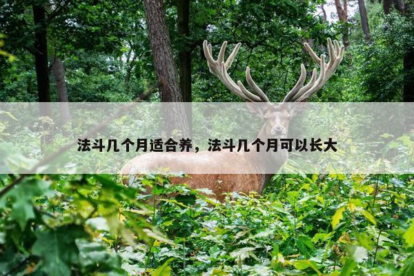 法斗几个月适合养，法斗几个月可以长大