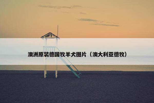 澳洲原装德国牧羊犬图片（澳大利亚德牧）