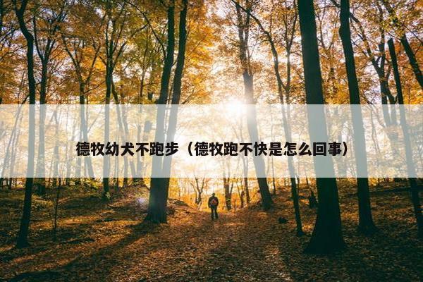 德牧幼犬不跑步（德牧跑不快是怎么回事）
