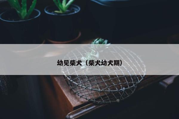 幼见柴犬（柴犬幼犬期）