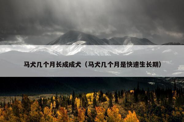 马犬几个月长成成犬（马犬几个月是快速生长期）