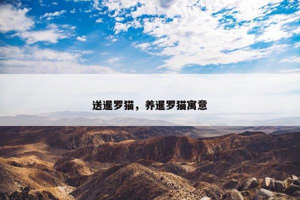 送暹罗猫，养暹罗猫寓意