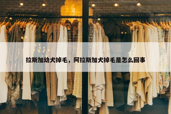 拉斯加幼犬掉毛，阿拉斯加犬掉毛是怎么回事