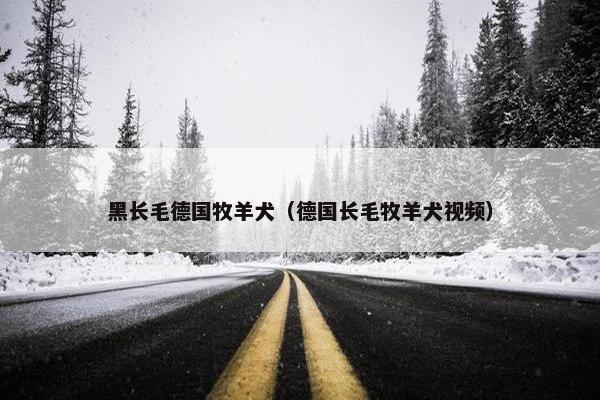 黑长毛德国牧羊犬（德国长毛牧羊犬视频）