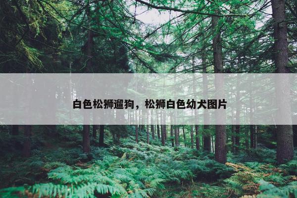 白色松狮遛狗，松狮白色幼犬图片